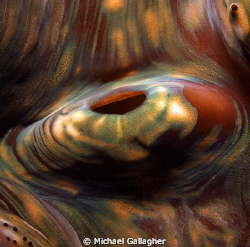 Clam detail - Komodo, Indonesia. Finally a clam which did... by Michael Gallagher 